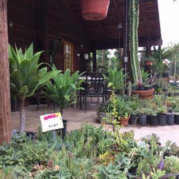 Succulents for very low prices!
