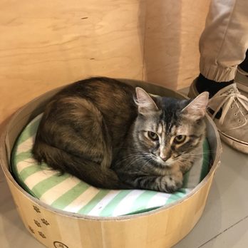 NEKO: A Cat Cafe - Themed Cafes Near Me - Seattle, Washington NEKO: A Cat Cafe - Themed Cafes Near Me - Seattle, Washington