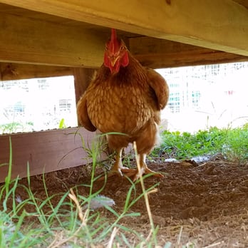 The Gentle Barn - Attraction Farms Near Me - Christiana, Tennessee The Gentle Barn - Attraction Farms Near Me - Christiana, Tennessee