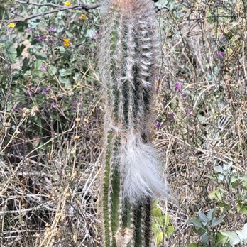 Arizona-Sonora Desert Museum - Old.man cactus - Museums Near Me - Tucson, Arizona