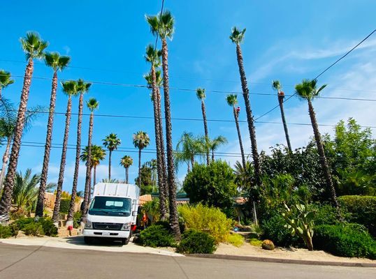 Palm Tree Services - Examples of palm tree services