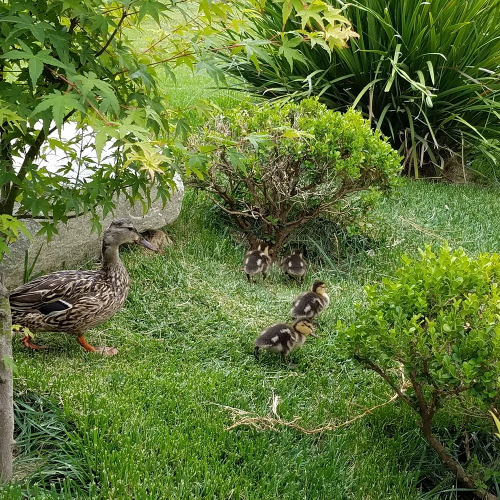 Brand Park - Wildlife in the park. - Parks Near Me - Glendale, California