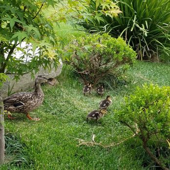 Brand Park - Wildlife in the park. - Parks Near Me - Glendale, California