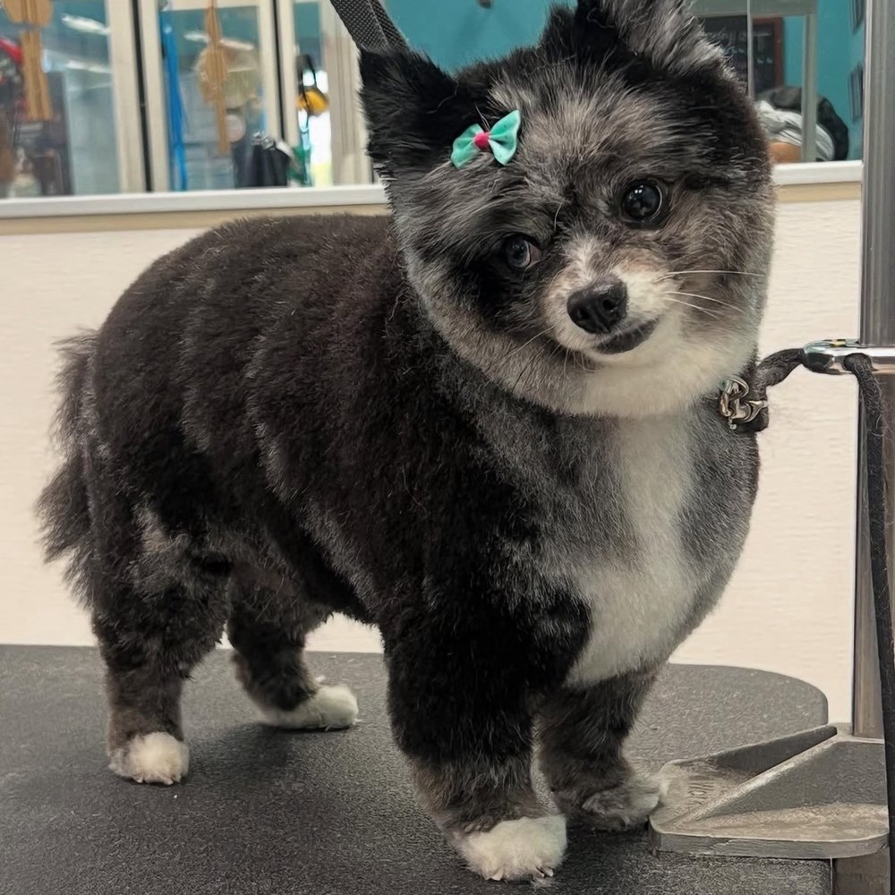 Petco - After!! - Pet Stores Near Me - Orlando, Florida