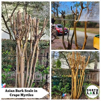 North Lake Tree Service - Tree Services Near Me