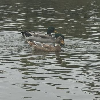 American River - Lakes Near Me