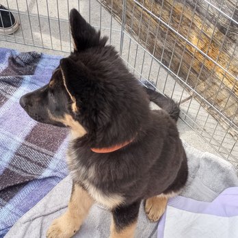 Berkeley Humane - Animal Shelters Near Me - Berkeley, California