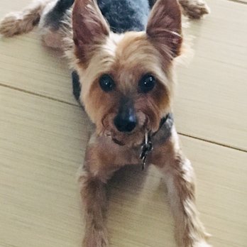 Spoiled Pup - Ready for summer - Pet Groomers Near Me - Las Vegas, Nevada Spoiled Pup - Ready for summer - Pet Groomers Near Me - Las Vegas, Nevada