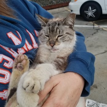 Furry Friends Rescue - Sweet kitty dumped in my neighborhood. - Animal Shelters Near Me
