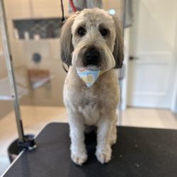 Lucy Doo’s & Dolls Mobile Grooming - Soft coated Wheaten Terrier