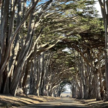 Cypress Tree Tunnel - Parks Near Me - Inverness, California Cypress Tree Tunnel - Parks Near Me - Inverness, California