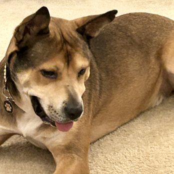 Safe Sitters Pet Care - Dog Walkers Near Me Safe Sitters Pet Care - Dog Walkers Near Me