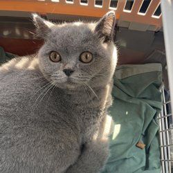 Blue Duchess Cats - Beautiful Blue boy, who I rescued from Blue Duchess Cats after severe neglect by the breeder