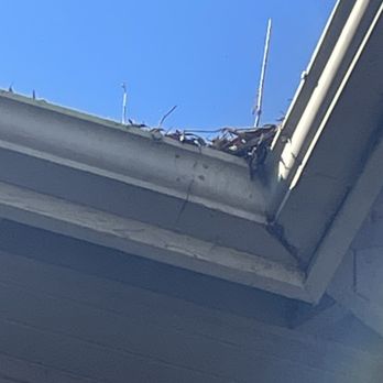 Cannon Management - Leaf matter overflowing and even trees growing out of it - Property Management Near Me - Riverside, California Cannon Management - Leaf matter overflowing and even trees growing out of it - Property Management Near Me - Riverside, California