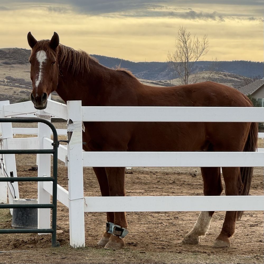 Zuma's Rescue Ranch - equestrian in Littleton, CO