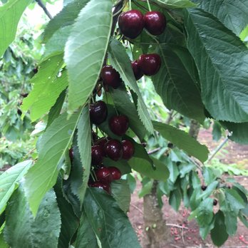 Olson Stuart Farms - a cluster of cherries hanging from a tree - Fruits & Veggies Near Me - Salem, Oregon