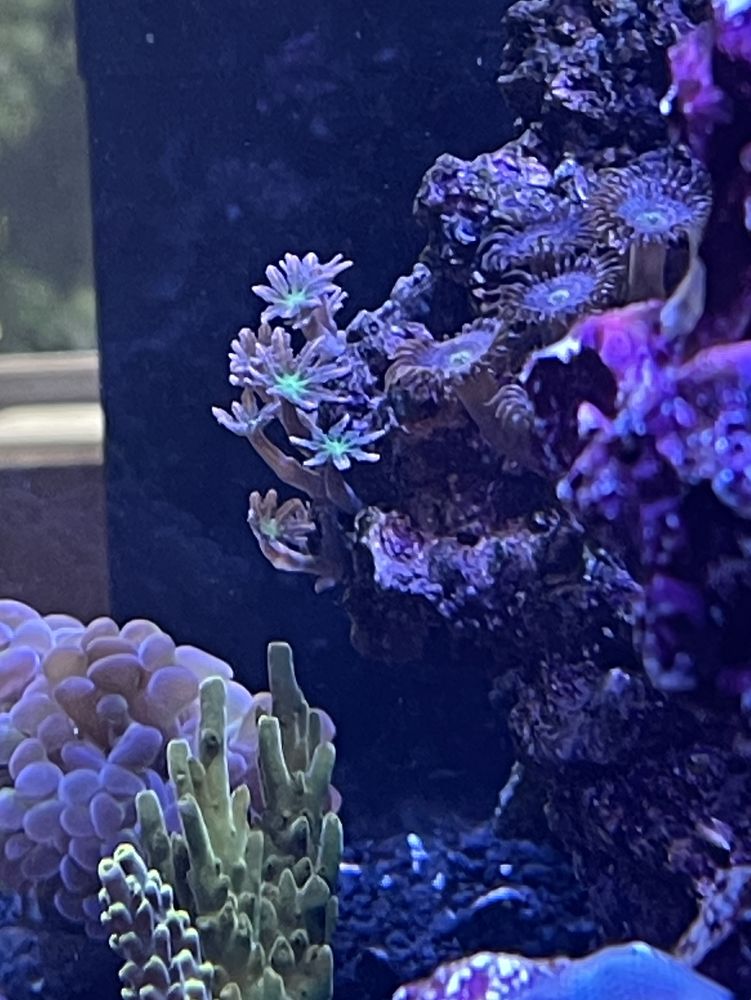 CURRENT TIDES AQUARIUMS 2636 Grand Ave, San Diego, California