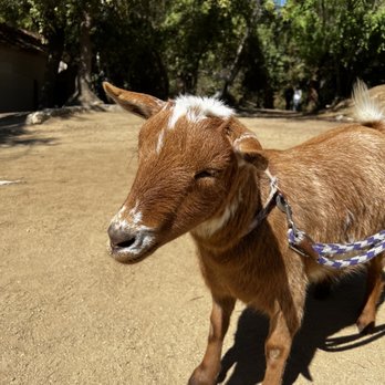 Party Goats LA - Gizmo - Event Planning & Services Near Me Party Goats LA - Gizmo - Event Planning & Services Near Me