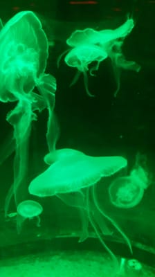 National SEA LIFE Centre Birmingham by null