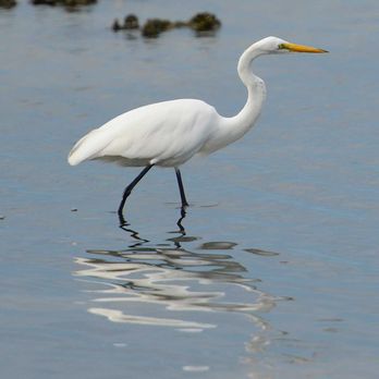 Key Vista Nature Park - Egret - Parks Near Me - Holiday, Florida Key Vista Nature Park - Egret - Parks Near Me - Holiday, Florida