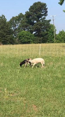 St. Joseph Farm by null