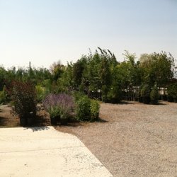 Skyview Landscape Nursery - tree and shrub sales area