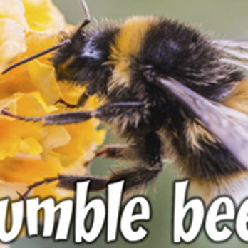 Bee Control Northwest - Pest Control Near Me - Portland, Oregon