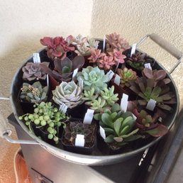 Succulents