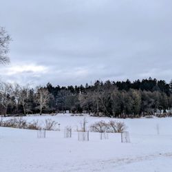 The Morton Arboretum - Still pretty in the Winter