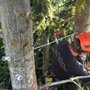 Siktum Tree Service