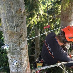 Siktum Tree Service - Grand Fir cabling job. You can get a sense of the complexity of the installation from this view.