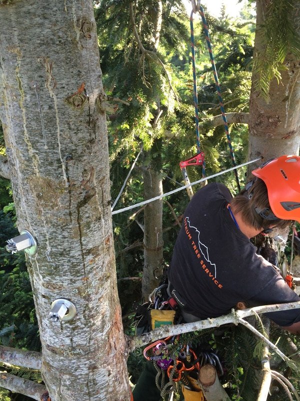 Siktum Tree Service - tree service in Seattle, WA
