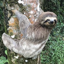 Sloth. Sloth.