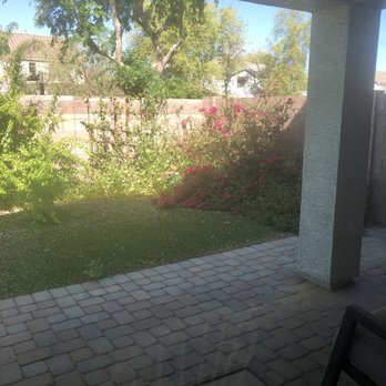Pristine Green - Before- lots of weeds and overgrown with dead parts everywhere - Tree Services Near Me - Gilbert, Arizona