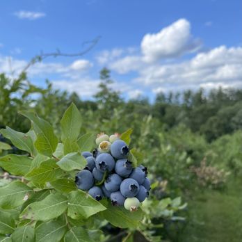 Berry Good Farm - Farms Near Me - Goffstown, New Hampshire Berry Good Farm - Farms Near Me - Goffstown, New Hampshire