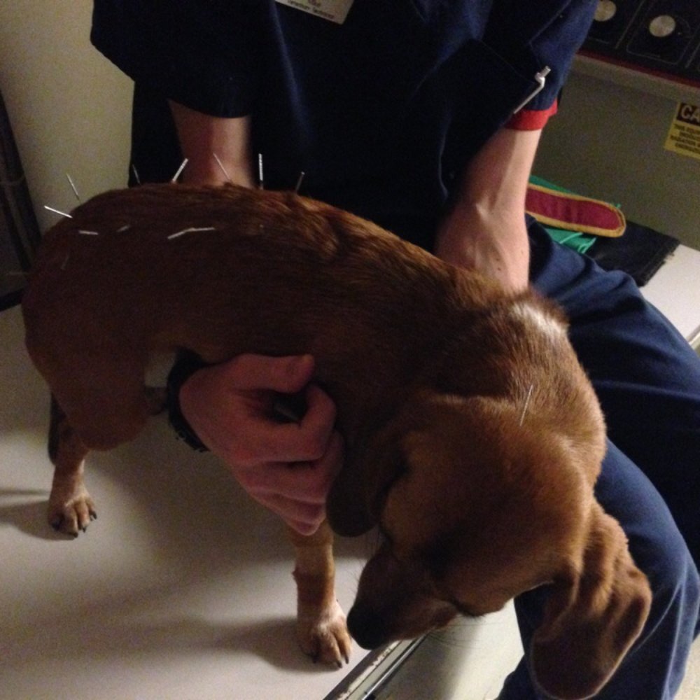 Hoffman Animal Hospital - Canine acupuncture has made so much of a difference for Ollie! - Veterinarians Near Me - Annapolis, Maryland Hoffman Animal Hospital - Canine acupuncture has made so much of a difference for Ollie! - Veterinarians Near Me - Annapolis, Maryland