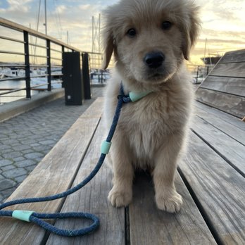 Ikadoodles - Pet Breeders Near Me - Oakdale, California