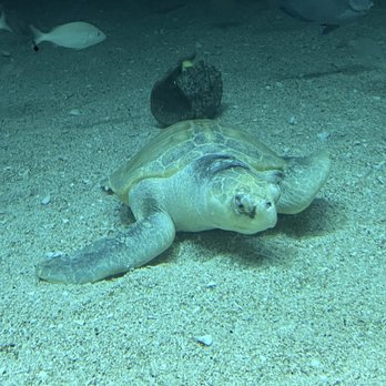National Aquarium - Aquariums Near Me - Baltimore, Maryland National Aquarium - Aquariums Near Me - Baltimore, Maryland