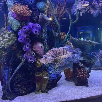 Maritime Aquarium - Aquariums Near Me - Norwalk, Connecticut Maritime Aquarium - Aquariums Near Me - Norwalk, Connecticut