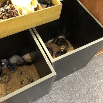 Jurassic Pets - The sad living conditions of the ferrets. They have no space to play or exercise. - Pet Stores Near Me - Santa Fe, New Mexico