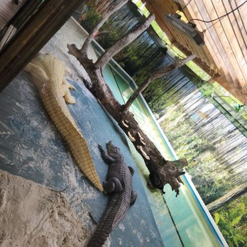 Gatorland - Zoos Near Me - Orlando, Florida Gatorland - Zoos Near Me - Orlando, Florida