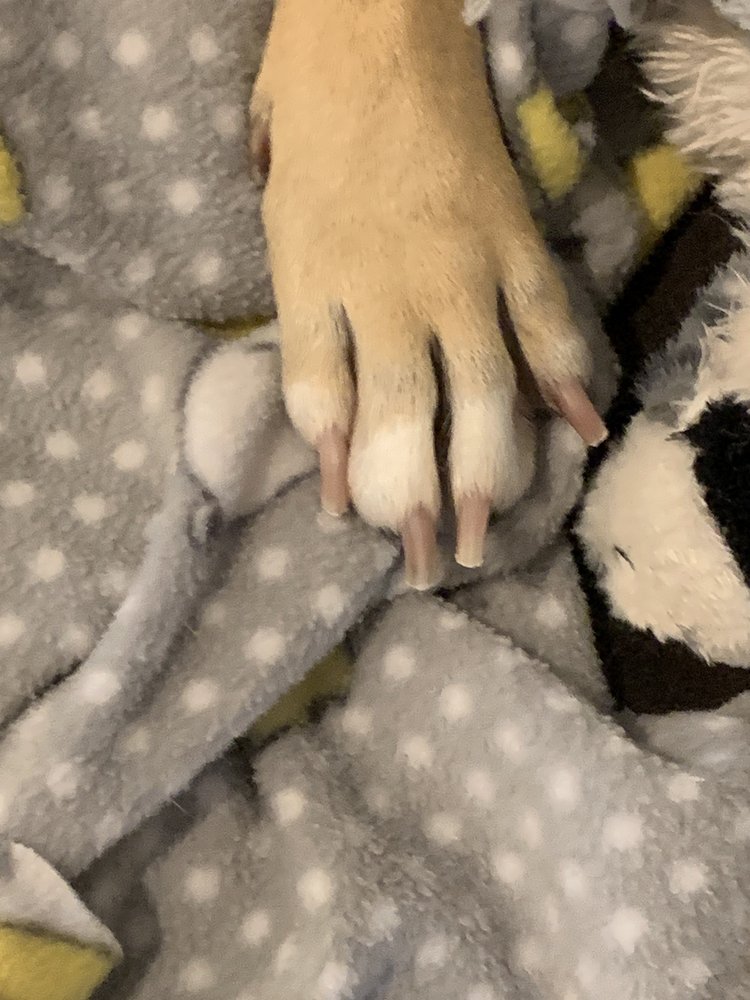 FOREVER VETS PET RESORT AT PACETTI Updated July 2024 14 Photos & 22