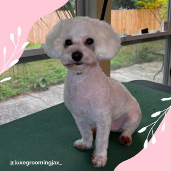 Luxe Grooming - Gentle care for your best friend! - Pet Groomers Near Me Luxe Grooming - Gentle care for your best friend! - Pet Groomers Near Me