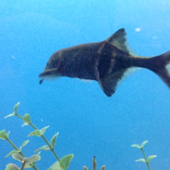 PetSmart Grooming - Elephant fish, my first time seeing this guy at the store. - Pet Training Near Me - Selma, Texas