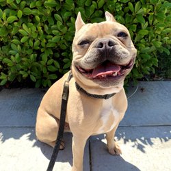 Club Bark Yellowstone - Mr. Bruno enjoying the sunshine!