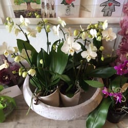 Florienne - Beeeautiful orchids