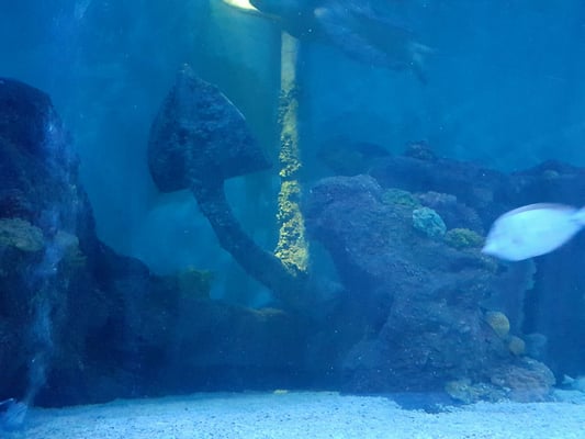 Sea Life Scheveningen by null