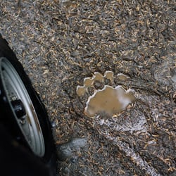 Alaska ATV Adventures - Bear track