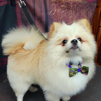 Live Love Pet - Pet Groomers Near Me - Honolulu, Hawaii Live Love Pet - Pet Groomers Near Me - Honolulu, Hawaii