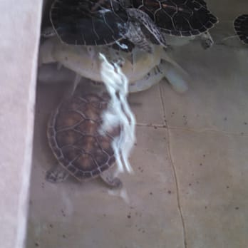 Tortuganja / Turtle Farm - Parks Near Me - Quintana Roo, ROO